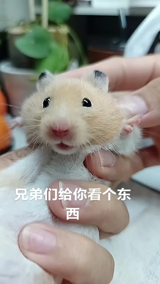 仓鼠魔性笑声GIF表情包图标