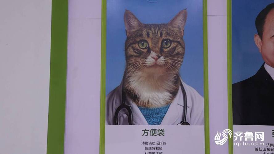 猫医生在线咨询