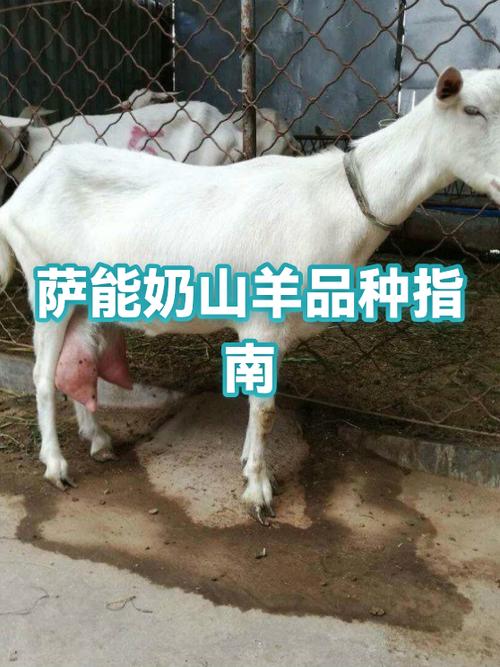 红鹿奶山羊和萨能奶山羊哪个好