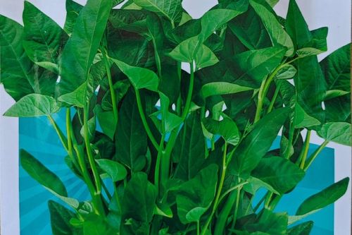 湖南藤蕹菜种子