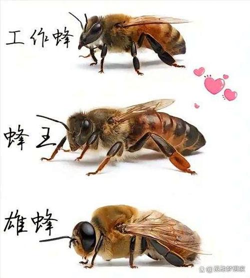 蜂王女王小说