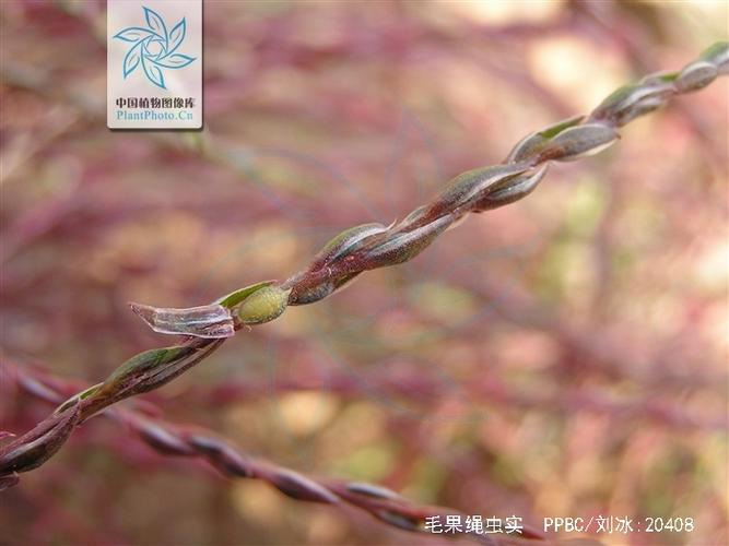 绳虫图片