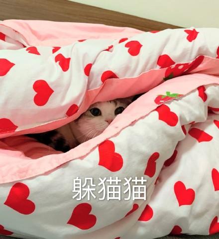 大家躲喵喵