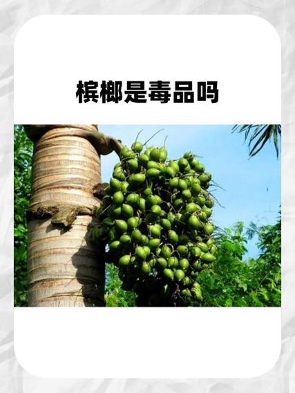 禁止槟榔的国家