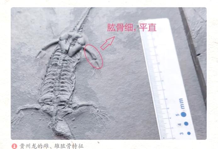 龙是雄性还是雌性