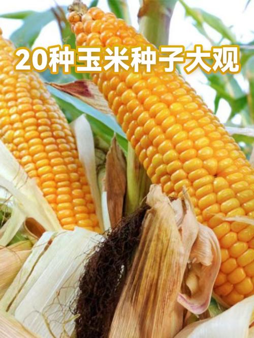 云南十大玉米种子公司