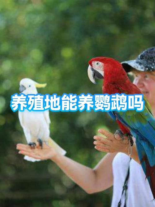 鹦鹉臭吗