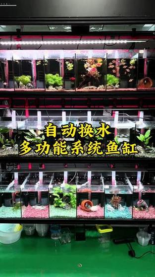 新缸养几天水可以养鱼