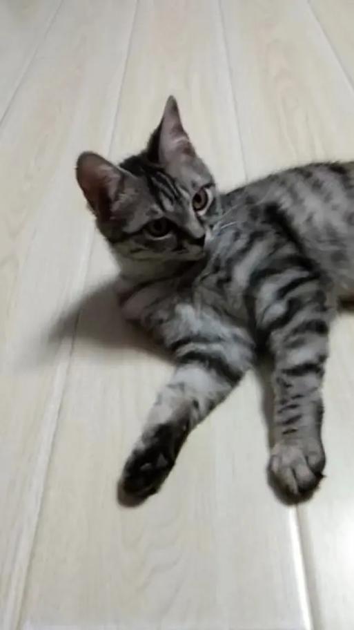 美短和狸花猫杂交后代怎么样