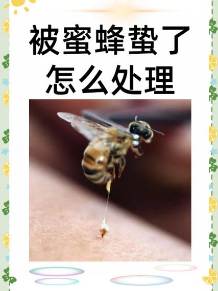 蜜蜂钉到怎么办