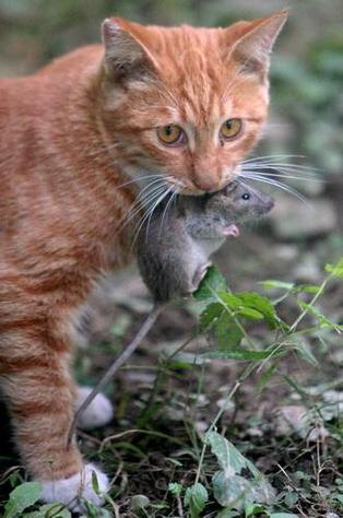 猫猫抓老鼠游戏截图