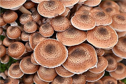 20种常见的食用菌