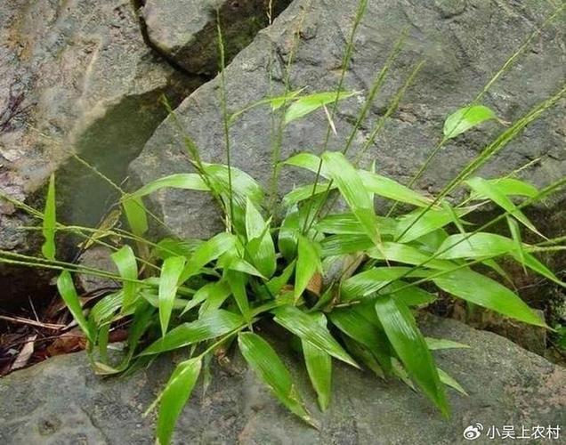 淡竹叶煮水