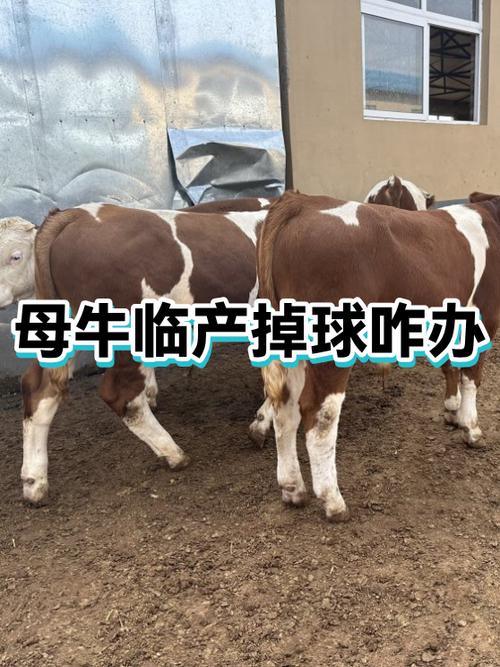 牛掉球马上要下犊怎么办截图