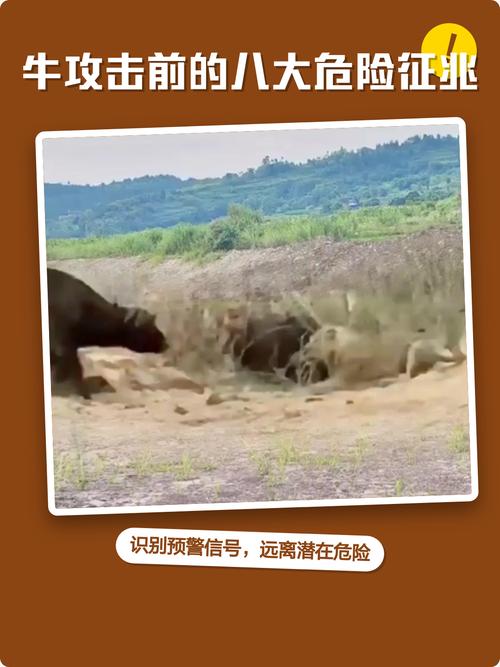 半夜牛叫的6个征兆