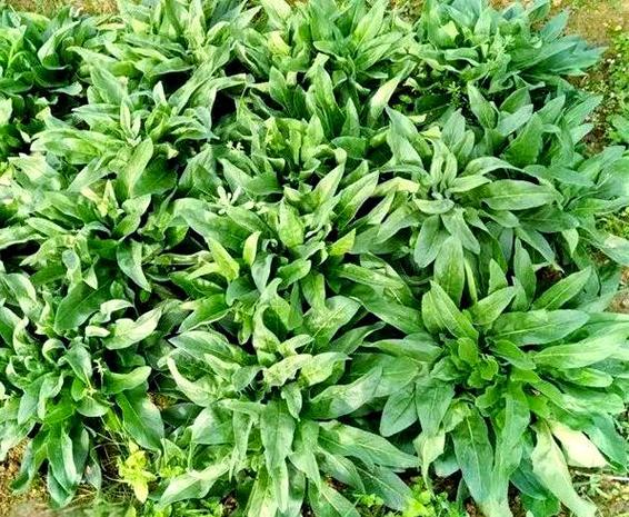 蓝香芥