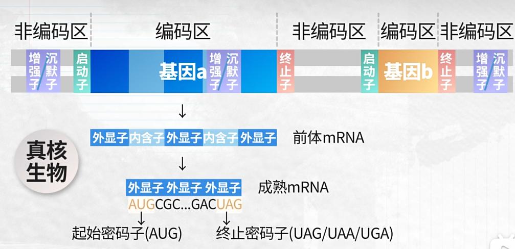 如果你获得某基因编码区的部分序列截图