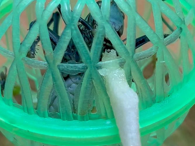 蝈蝈刚买回来不叫怎么回事截图