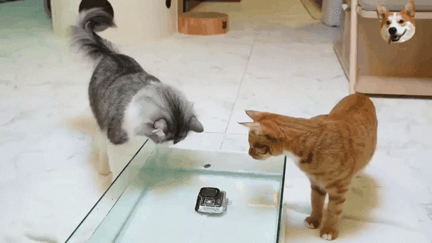 狗聪明还是猫聪明