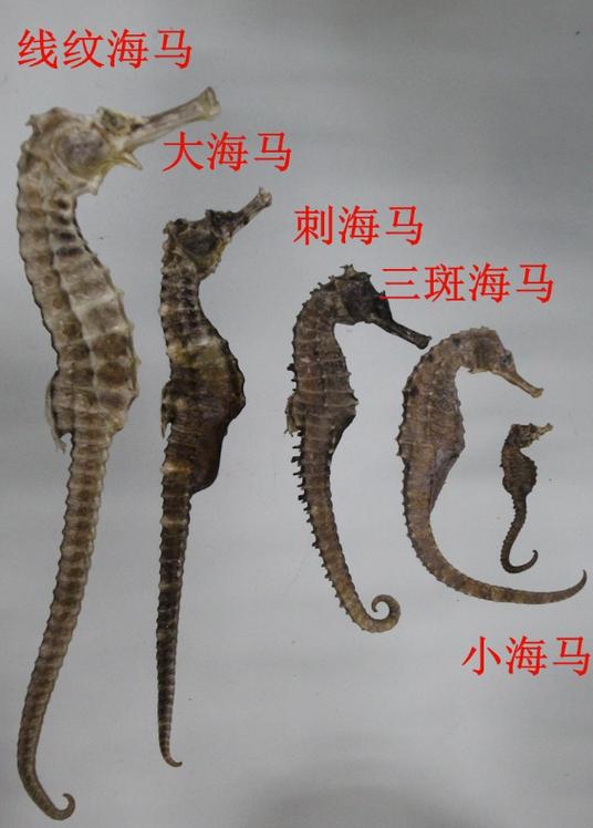 中药海马哪里产的最好