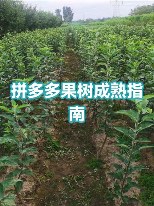 拼多多果树结果后还要浇多少次水