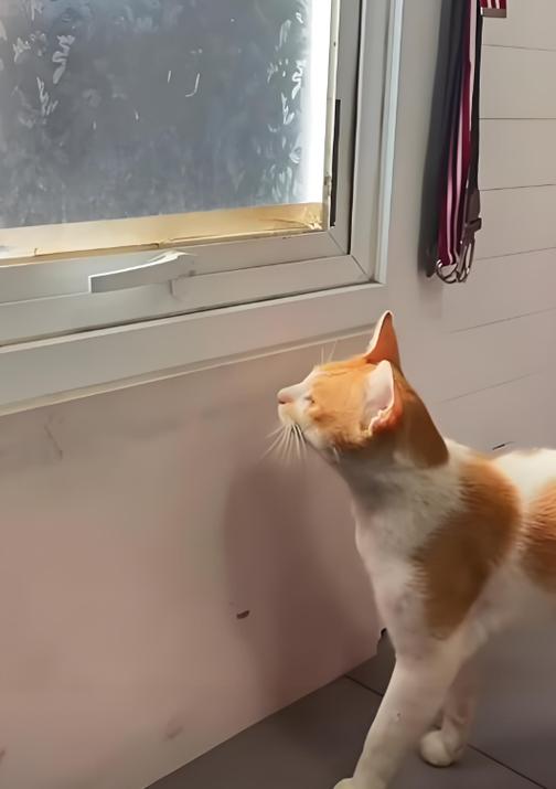 猫咪一直叫还蹭墙