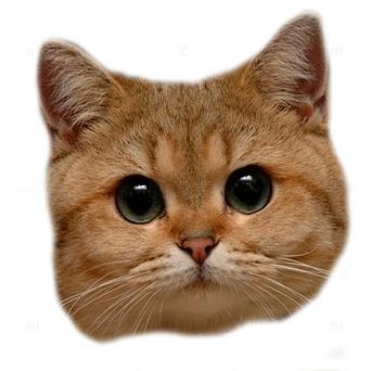 下猫猫头