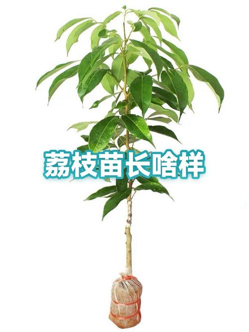 荔枝幼苗长什么样子缩略图