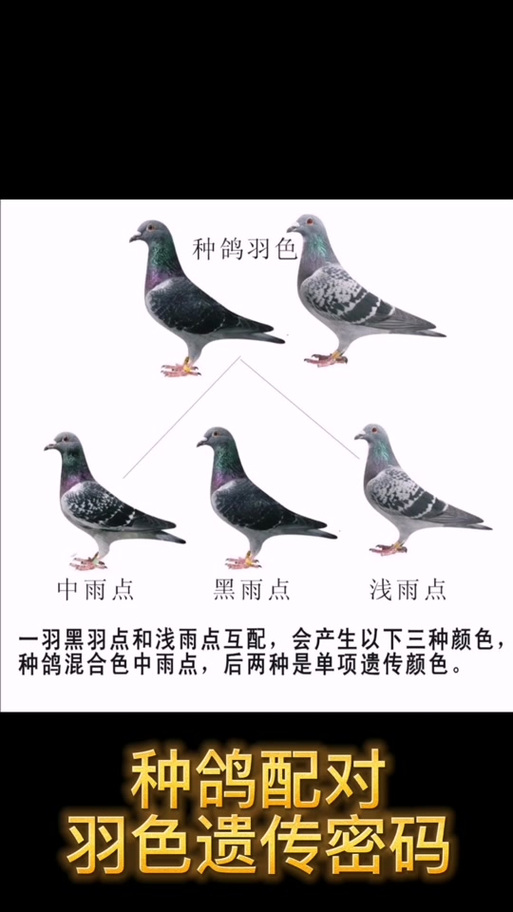 红二线鸽子好不好