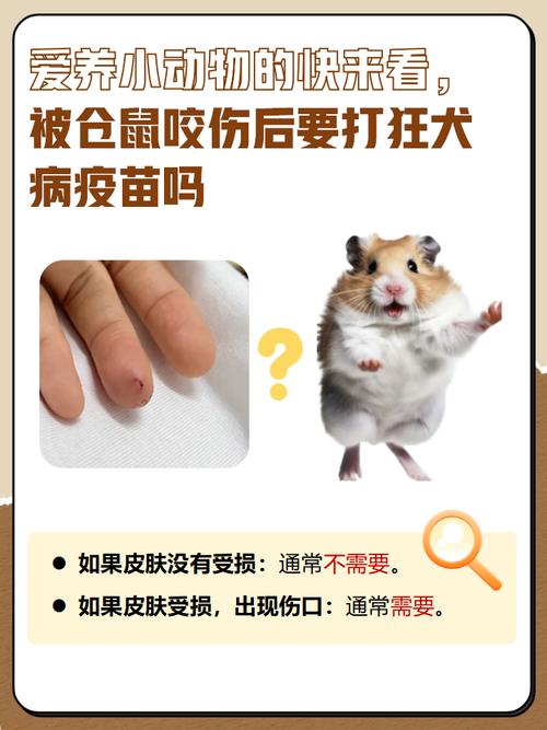 仓鼠咬了会得鼠疫吗缩略图