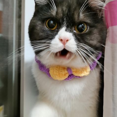 猫猫换新环境一直叫