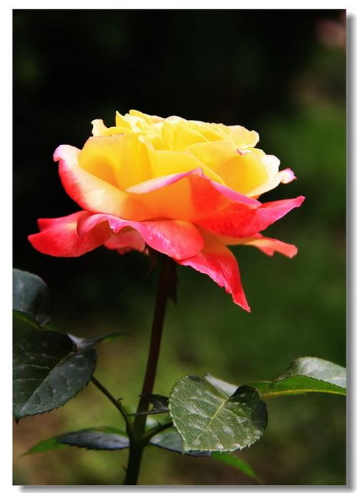 月季花图片大全大图游戏截图
