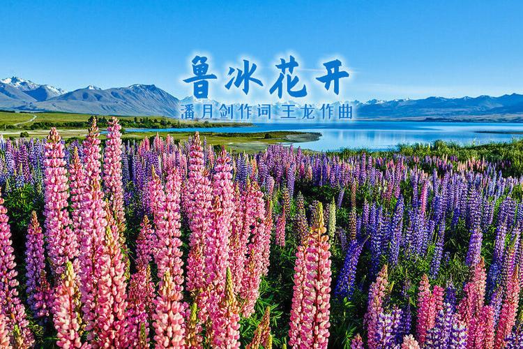 鲁冰花歌曲表达什么意思
