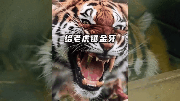 老虎的牙齿直播软件