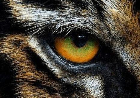eye of the tiger 俚语