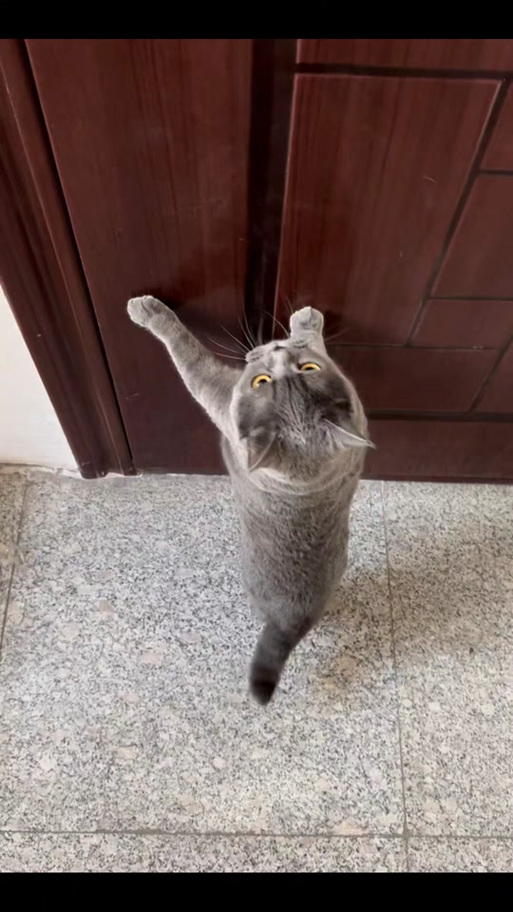 龙腾猫跃官网入口游戏截图