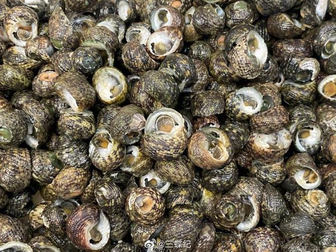 偏腚螺是单齿螺吗
