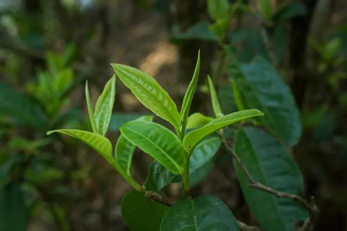 古树白茶属于什么茶缩略图