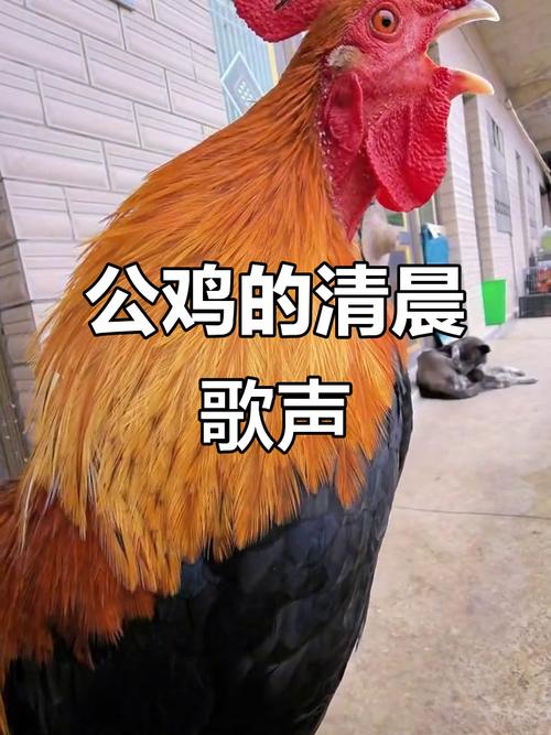 手机铃声公鸡打鸣下载