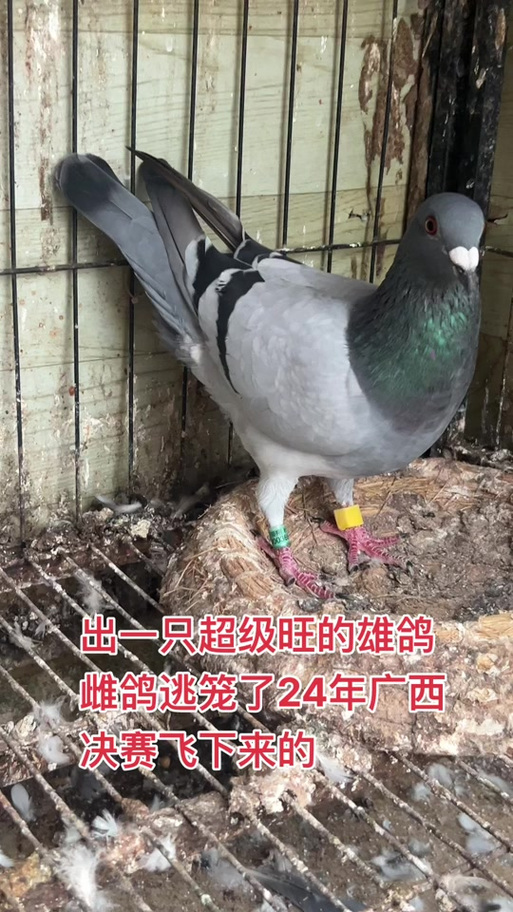 科汇赛事直播鸽网