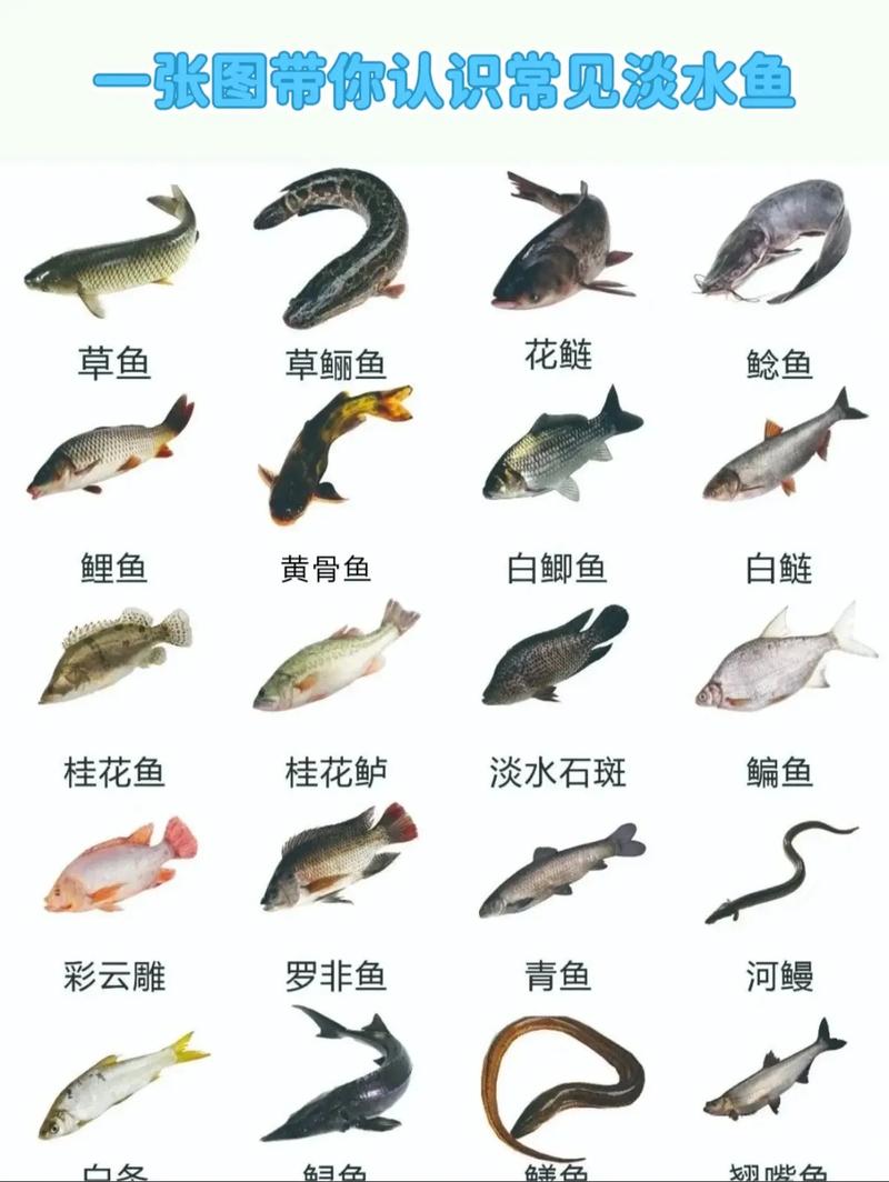 扫一扫看图识鱼图标