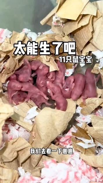 金丝熊生了5只全吃了截图