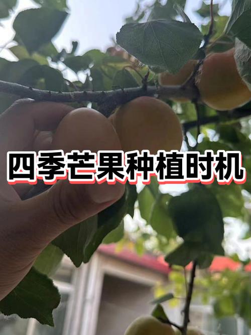 吃芒果的最佳时间缩略图