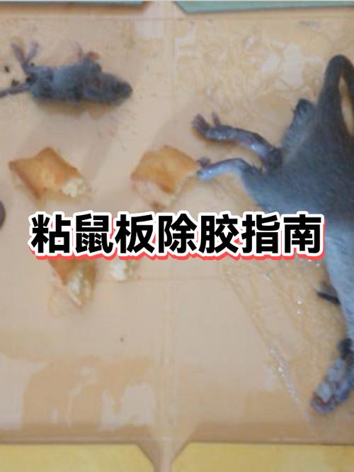 衣服粘到粘鼠板的胶怎么洗图标