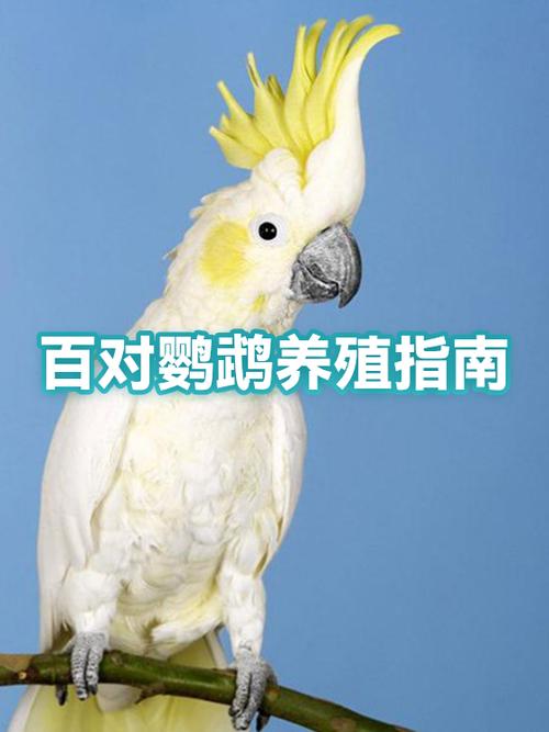 养100对鹦鹉一年的利润