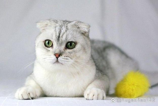最温顺的猫排名第一