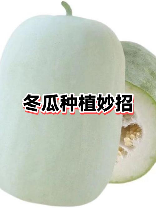 种冬瓜的方法和技术