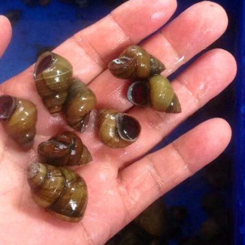 螺蛳能净化鱼缸水质吗