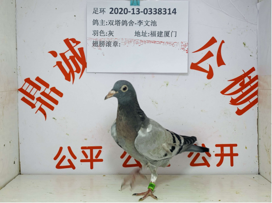 福建鼎诚赛鸽公棚(小)棚