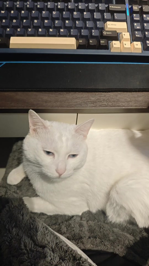 猫突然半夜叫,还一直找人